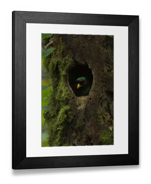 Framed Print : Masked trogon (Trogon personatus)