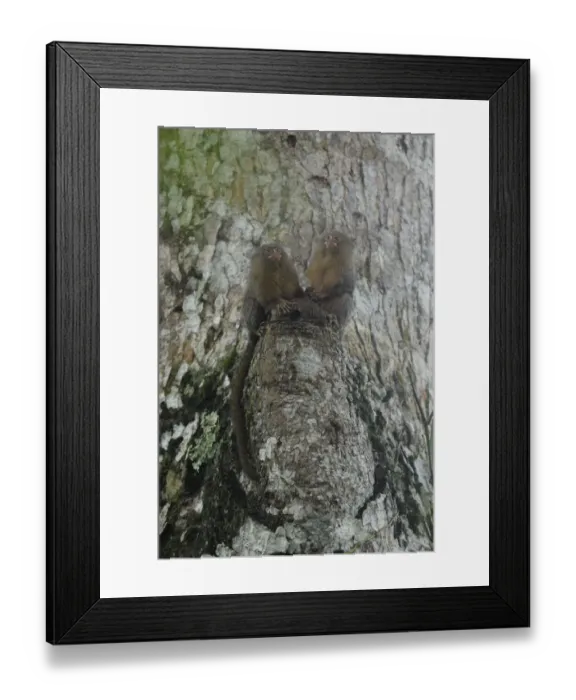 Framed Print : Pygmy Marmoset (Cebuella pygmaea) Framed Print : Pygmy Marmoset (Cebuella pygmaea)