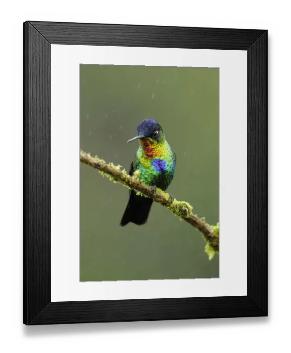Framed Print : Fiery-throated Hummingbird Framed Print : Fiery-throated Hummingbird