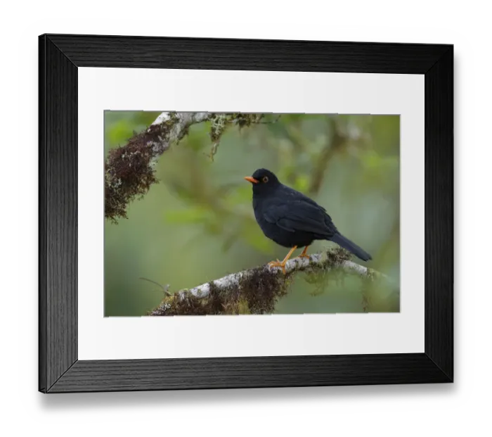 Framed Print : Glossy-black Thrush (Turdus serranus) Framed Print : Glossy-black Thrush (Turdus serranus)
