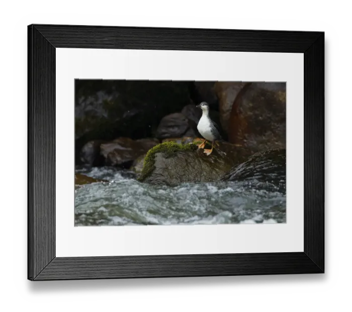 Framed Print : Torrent Duck