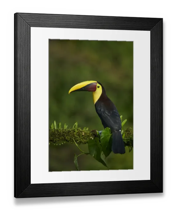 Framed Print : Yellow-throated Toucan Framed Print : Yellow-throated Toucan