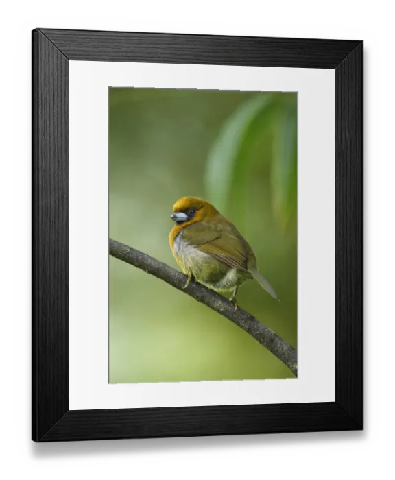 Framed Print : Prong-billed Barbet Framed Print : Prong-billed Barbet
