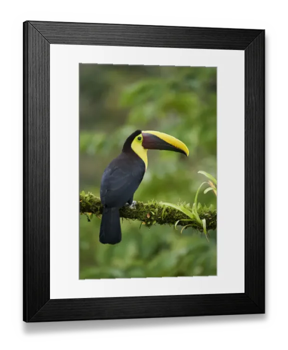 Framed Print : Yellow-throated Toucan Framed Print : Yellow-throated Toucan
