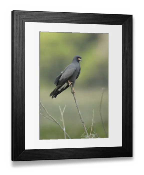 Framed Print : Snail Kite Framed Print : Snail Kite