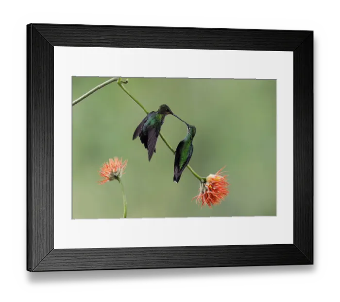 Framed Print : Green-crowned Brilliant (Heliodoxa jacula) Framed Print : Green-crowned Brilliant (Heliodoxa jacula)