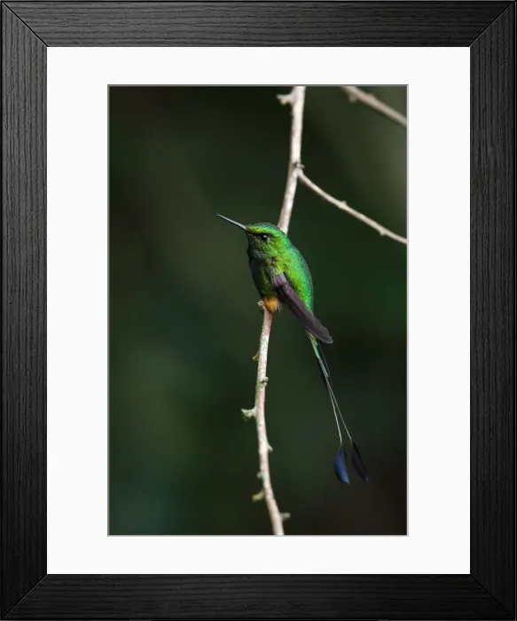 Framed Print : Booted Racket-tail Framed Print : Booted Racket-tail