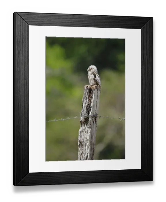 Framed Print : Common Potoo Framed Print : Common Potoo