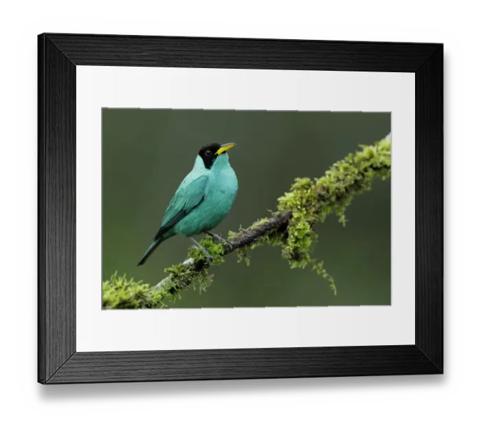 Framed Print : Green Honeycreeper