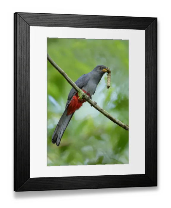 Framed Print : Slaty-tailed Trogon Framed Print : Slaty-tailed Trogon