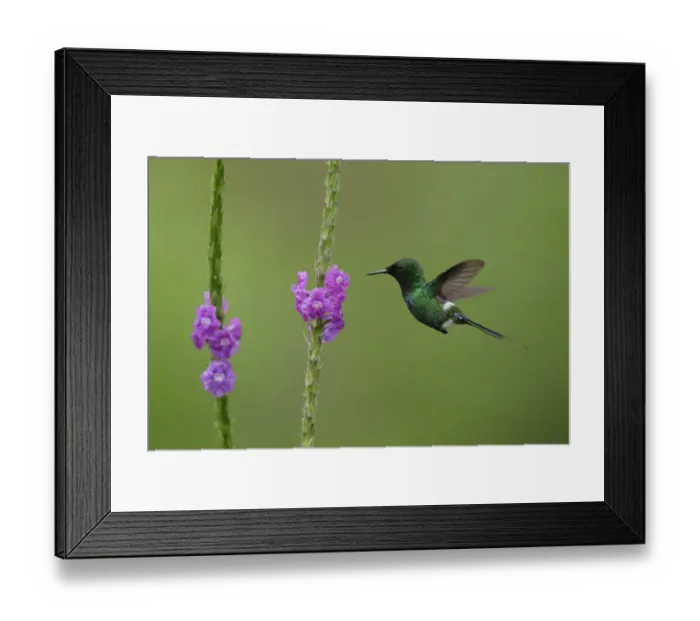 Framed Print : Green Thorntail Framed Print : Green Thorntail