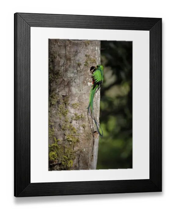 Framed Print : Resplendent Quetzal Framed Print : Resplendent Quetzal