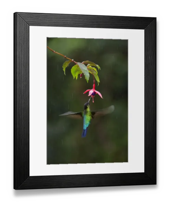 Framed Print : Fiery-throated Hummingbird