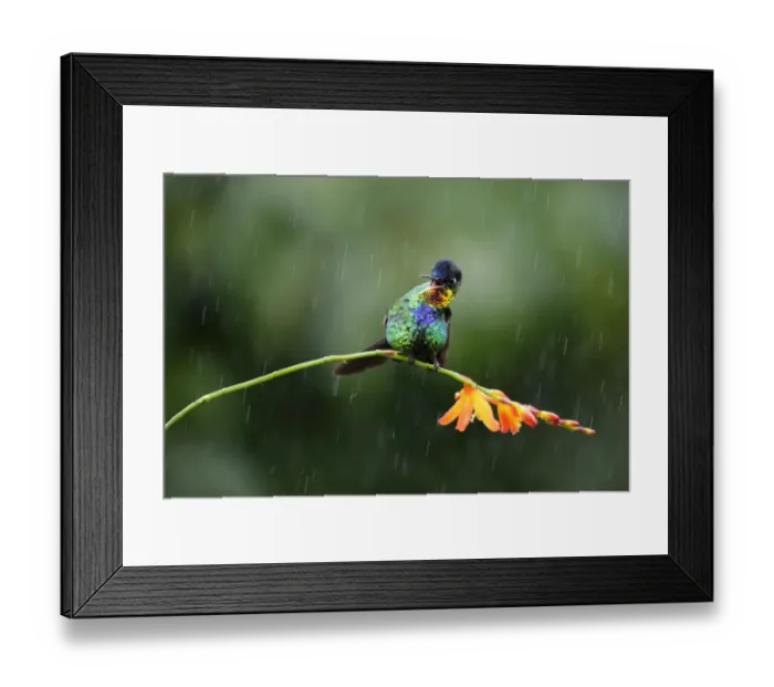 Framed Print : Fiery-throated Hummingbird (Panterpe insignis) Costa Rica Framed Print : Fiery-throated Hummingbird (Panterpe insignis) Costa Rica