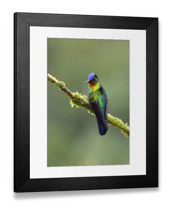 Framed Print : Fiery-throated Hummingbird Framed Print : Fiery-throated Hummingbird
