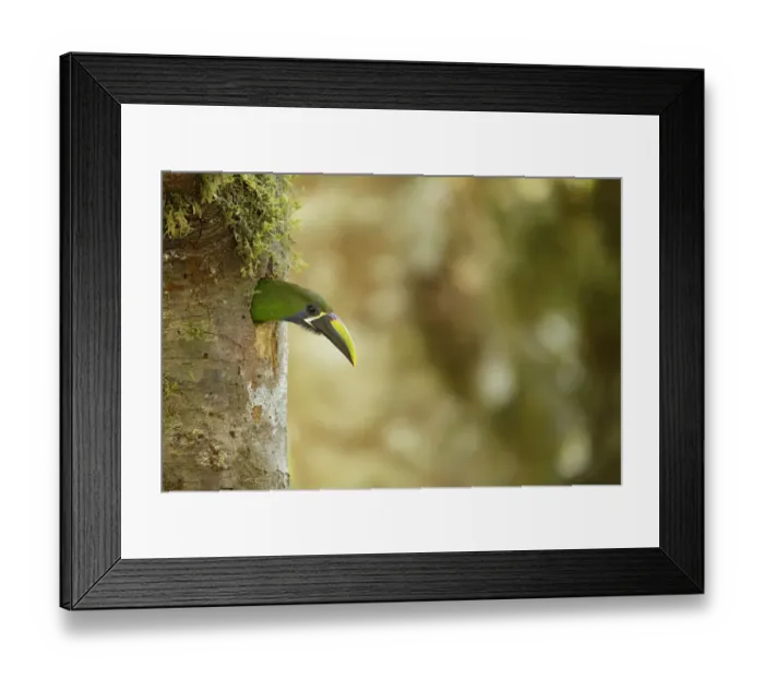 Framed Print : Emerald Toucanet Framed Print : Emerald Toucanet