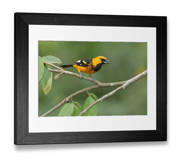Framed Print : Spot-breasted Oriole Framed Print : Spot-breasted Oriole
