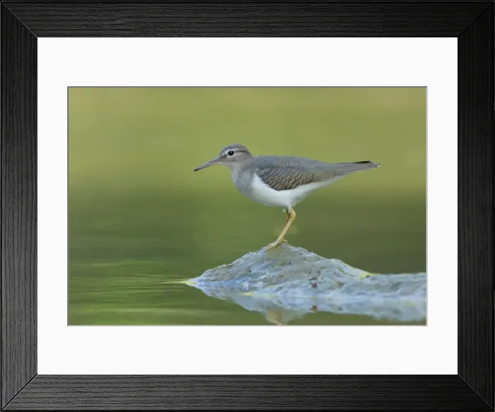 Framed Print : Spotted Sandpiper Framed Print : Spotted Sandpiper
