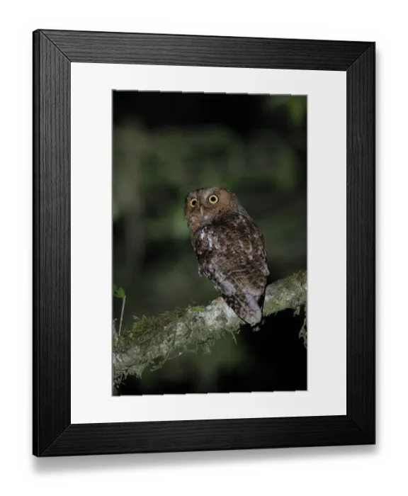 Framed Print : Bare-shanked Screech Owl Framed Print : Bare-shanked Screech Owl