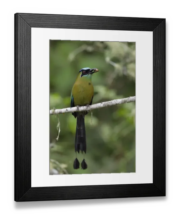 Framed Print : Blue-crowned Motmot Framed Print : Blue-crowned Motmot