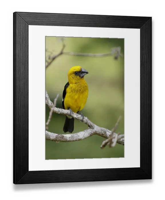 Framed Print : Black-thighed Grosbeak (Pheucticus tibialis)