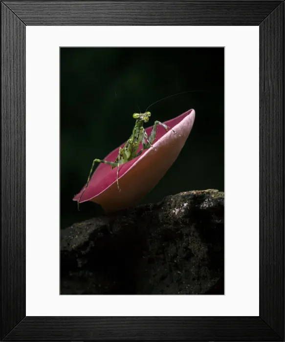 Framed Print : Praying Mantis