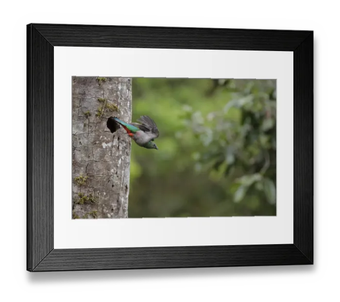 Framed Print : Resplendent Quetzal Framed Print : Resplendent Quetzal