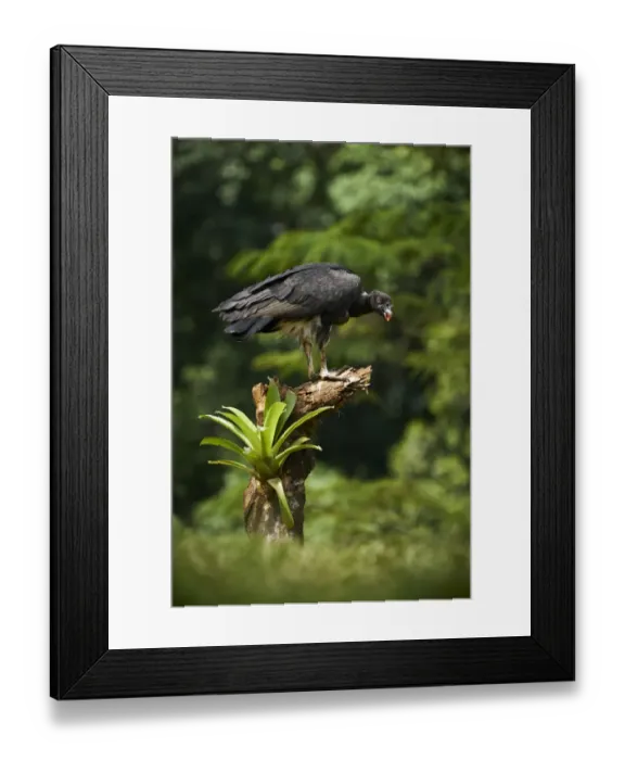 Framed Print : King Vulture Framed Print : King Vulture