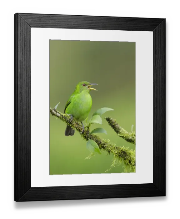Framed Print : Green Honeycreeper Framed Print : Green Honeycreeper