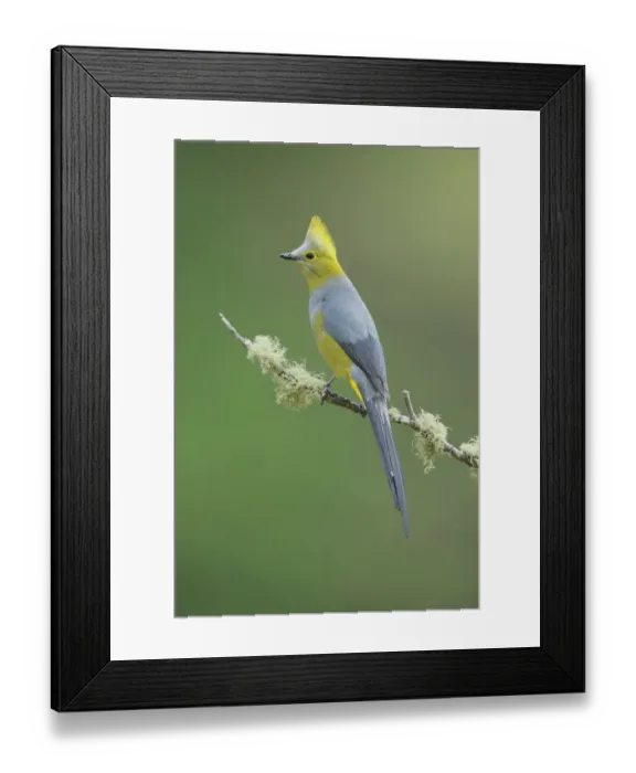 Framed Print : Long-tailed Silky-flycatcher Framed Print : Long-tailed Silky-flycatcher