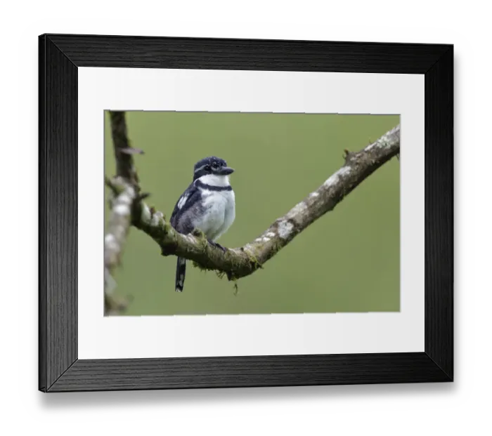 Framed Print : Pied Puffbird