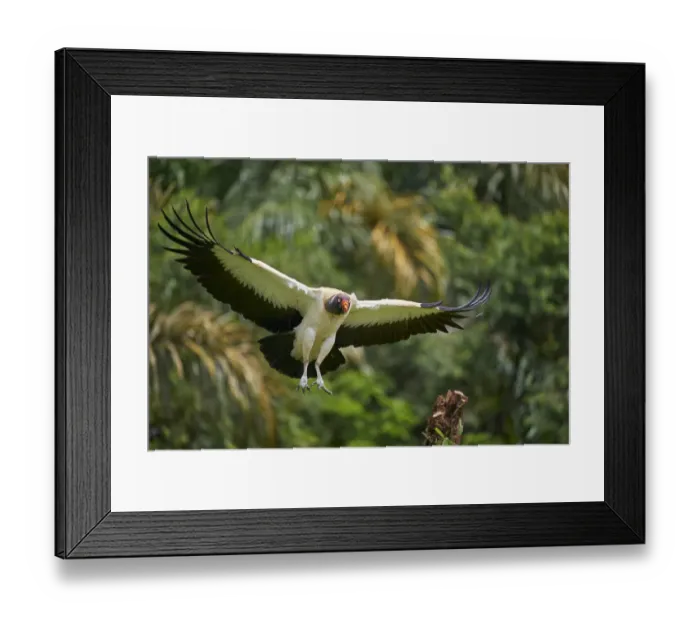 Framed Print : King Vulture