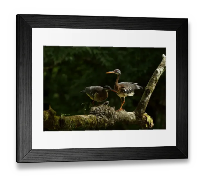 Framed Print : Sunbittern (Eurypyga helias) Framed Print : Sunbittern (Eurypyga helias)