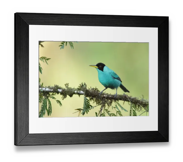 Framed Print : Green Honeycreeper in rainforest Framed Print : Green Honeycreeper in rainforest