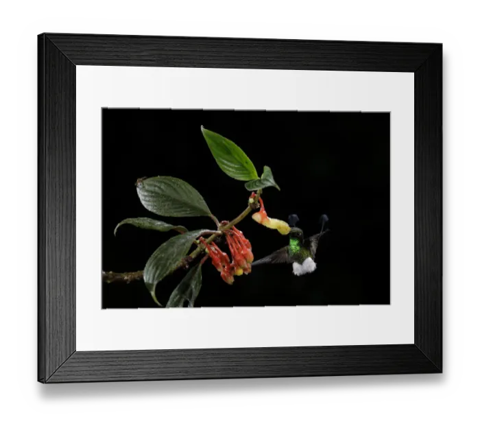 Framed Print : Booted Racket-tail Framed Print : Booted Racket-tail