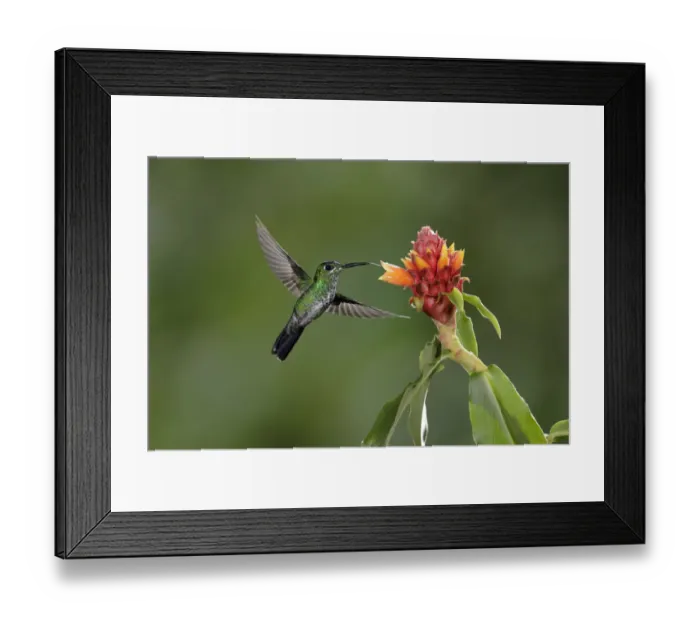 Framed Print : Green-crowned Brilliant (Heliodoxa jacula) Framed Print : Green-crowned Brilliant (Heliodoxa jacula)