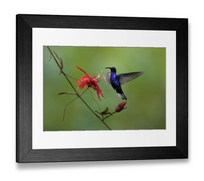 Framed Print : Violet Sabrewing Framed Print : Violet Sabrewing