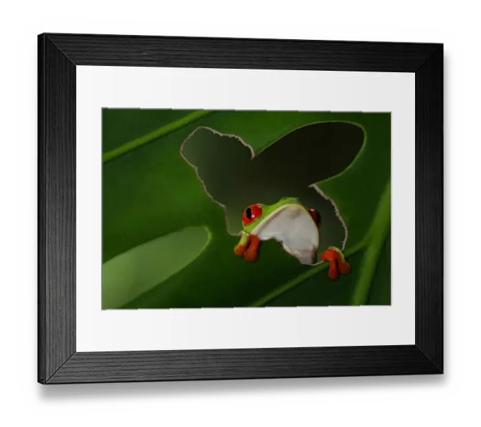 Framed Print : Red-eyed Tree-frog Framed Print : Red-eyed Tree-frog