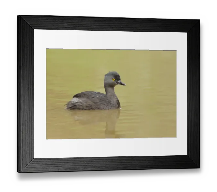 Framed Print : Least Grebe Framed Print : Least Grebe