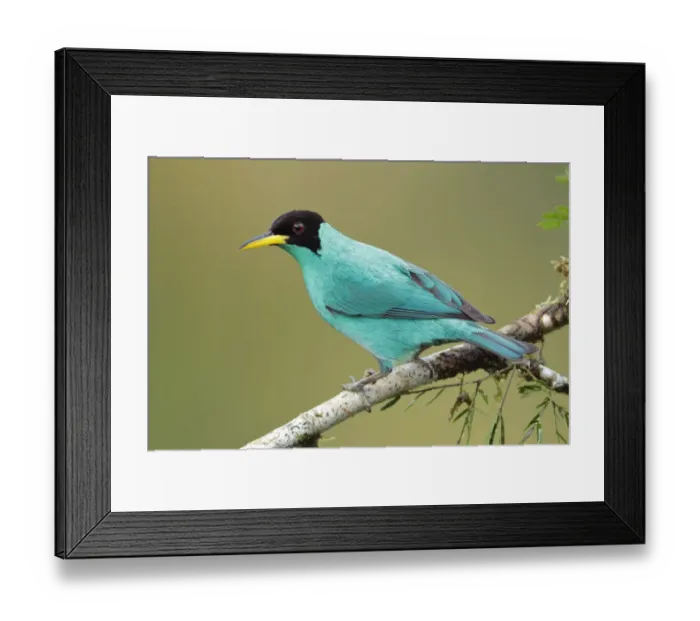 Framed Print : Green Honeycreeper Framed Print : Green Honeycreeper
