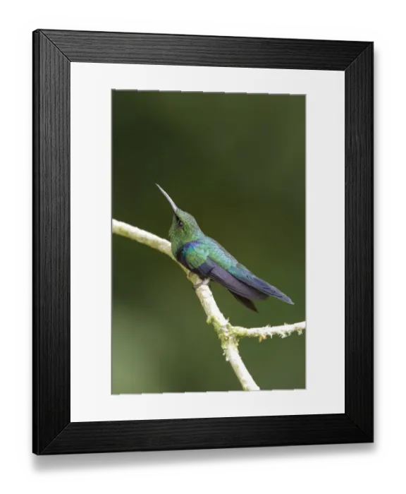 Framed Print : Fork-tailed Woodnymph (Thalurania furcata) Framed Print : Fork-tailed Woodnymph (Thalurania furcata)