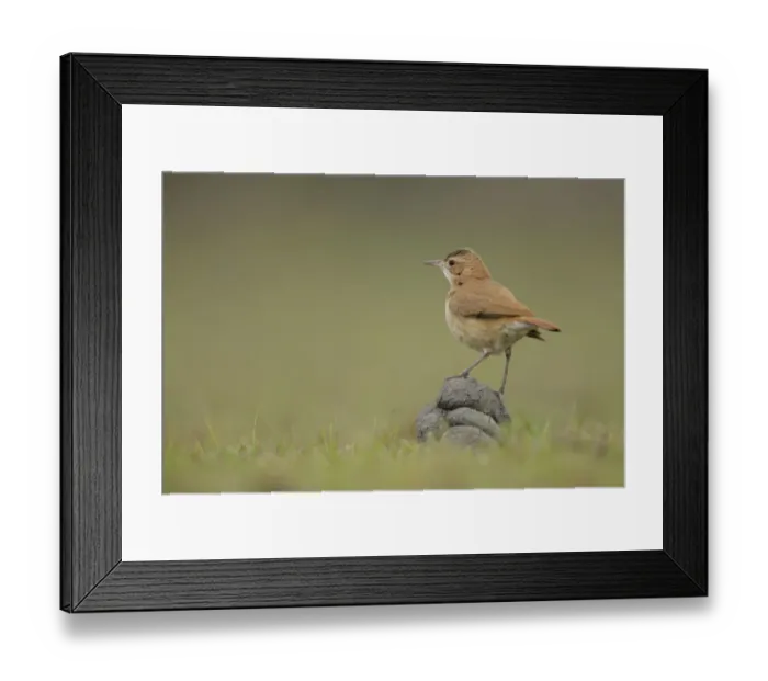 Framed Print : Rufous Hornero (Furnarius rufus) Framed Print : Rufous Hornero (Furnarius rufus)