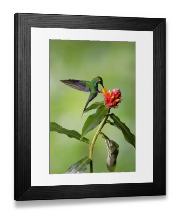 Framed Print : Green-crowned Brilliant (Heliodoxa jacula) Framed Print : Green-crowned Brilliant (Heliodoxa jacula)