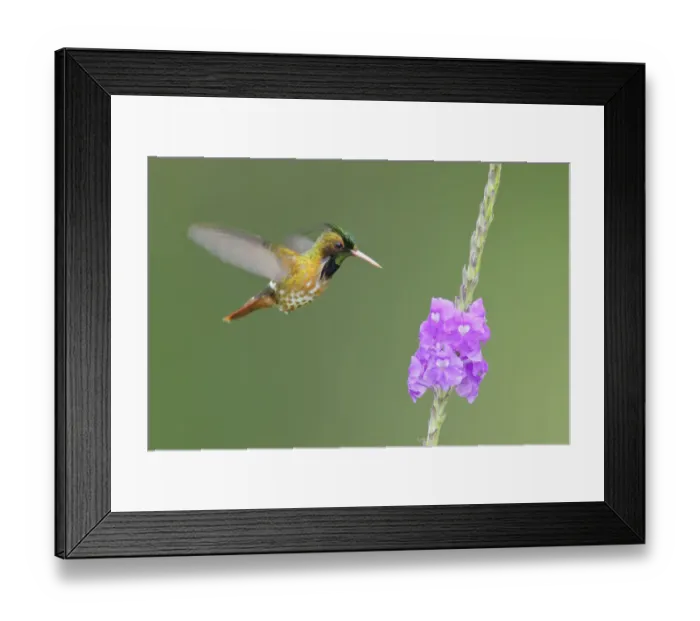 Framed Print : Black-crested Coquette (Lophornis helenae) Framed Print : Black-crested Coquette (Lophornis helenae)