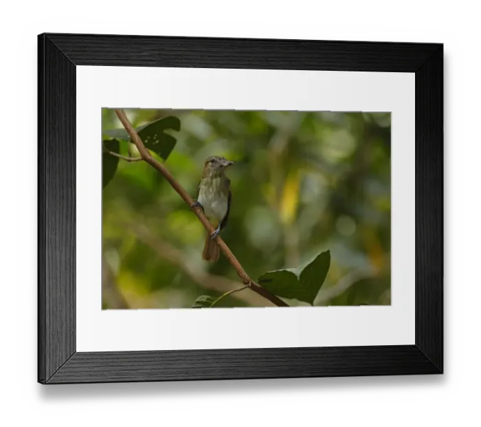 Framed Print : Bright-rumped Attila Framed Print : Bright-rumped Attila