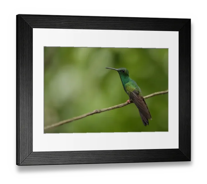 Framed Print : Bronze-tailed Plumeleteer