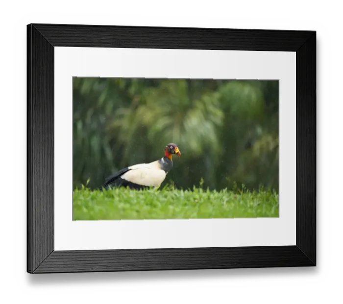 Framed Print : King Vulture Framed Print : King Vulture