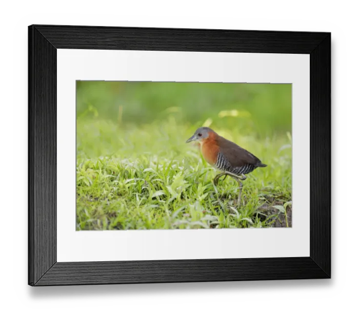 Framed Print : White-throated Crake