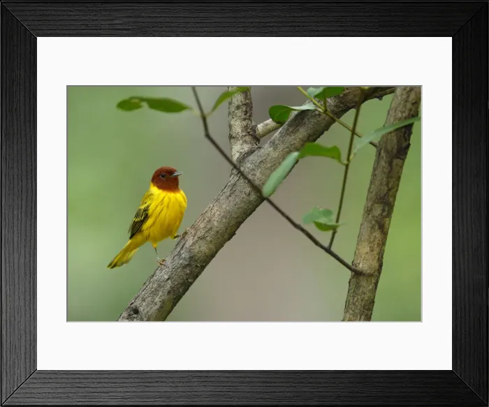 Framed Print : Yellow Warbler Framed Print : Yellow Warbler