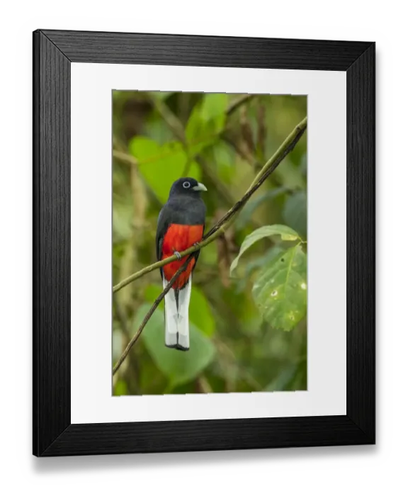 Framed Print : Bairds trogon Framed Print : Bairds trogon